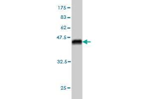 Western Blot detection against Immunogen (40. (STK26/MST4 antibody  (AA 1-137))