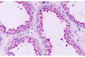 Anti-GPRC5A / RAI3 antibody IHC staining of human testis. (GPRC5A antibody  (Extracellular Domain))