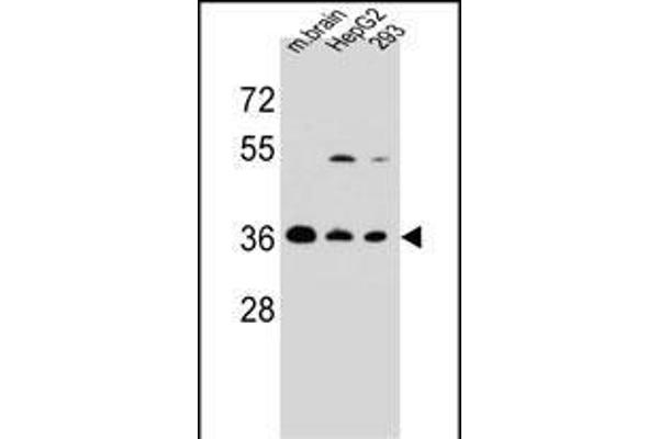 FBXO2 antibody  (C-Term)