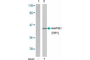 Western blot analysis of extracts from 293T cells untreated or treated with 10% serum using MAP2K1 (phospho T291) polyclonal antibody . (MEK1 antibody  (pThr291))