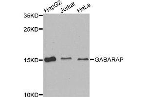 Western blot analysis of extracts of various cell lines, using GABARAP antibody. (GABARAP antibody)
