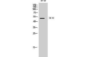 Western Blotting (WB) image for anti-5-Hydroxytryptamine (serotonin) Receptor 3 Family Member D (HTR3D) (N-Term) antibody (ABIN3180891) (HTR3D antibody  (N-Term))