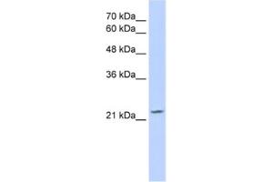 Western Blotting (WB) image for anti-Ovo-Like 1 (OVOL1) antibody (ABIN2461727) (OVOL1 antibody)