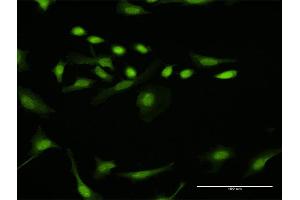 Immunofluorescence of purified MaxPab antibody to DTL on HeLa cell.
