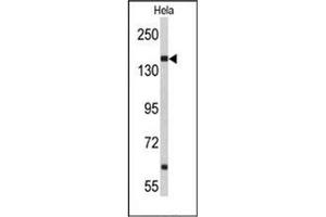 Western blot analysis of NUP153 Antibody (N-term) in Hela cell line lysates (35ug/lane). (NUP153 antibody  (N-Term))