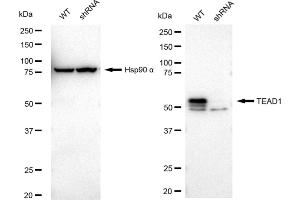 Western blotting analysis using TEAD1 antibody (ABIN7800524).
