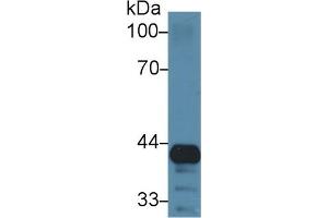 Detection of GRN in Mouse Lung lysate using Polyclonal Antibody to Granulin (GRN) (Granulin antibody  (AA 31-269))