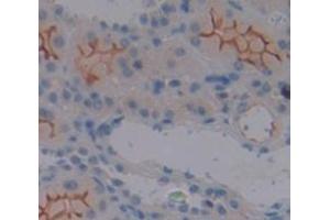 Figure. (Uromodulin antibody  (AA 334-589))