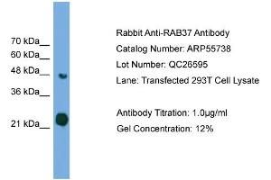 WB Suggested Anti-RAB37  Antibody Titration: 0. (RAB37 antibody  (Middle Region))