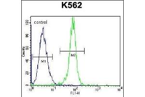STUB1 Antibody (C-term) (ABIN656111 and ABIN2845451) flow cytometric analysis of K562 cells (right histogram) compared to a negative control cell (left histogram). (STUB1 antibody  (C-Term))