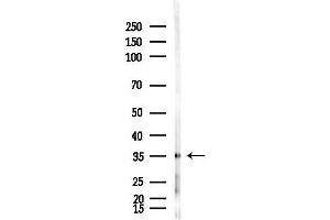 anti-Solute Carrier Family 7 (Cationic Amino Acid Transporter, Y+ System), Member 5 (SLC7A5) (C-Term) antibody