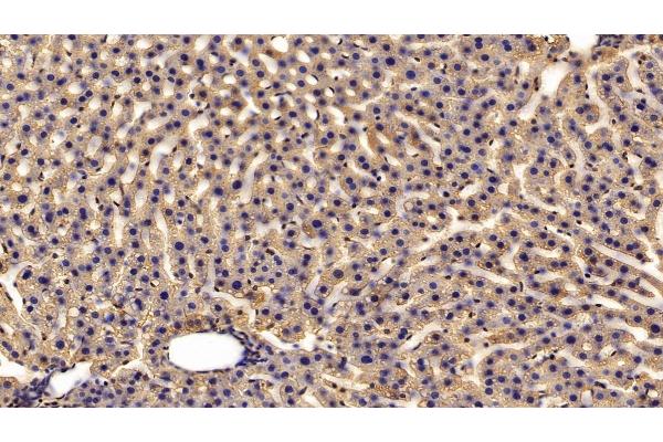 HRG antibody  (AA 18-254)