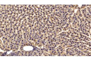 Detection of HRG in Rat Liver Tissue using Polyclonal Antibody to Histidine Rich Glycoprotein (HRG) (HRG antibody  (AA 18-254))
