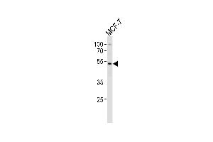 SOX4 Antibody (Center) (ABIN388787 and ABIN2839120) western blot analysis in MCF-7 cell line lysates (35 μg/lane).