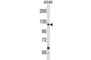 Western Blotting (WB) image for anti-Insulin Receptor-Related Receptor (INSRR) antibody (ABIN2998238) (INSRR antibody)