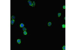 Immunofluorescent analysis of HepG2 cells using ABIN7158054 at dilution of 1:100 and Alexa Fluor 488-congugated AffiniPure Goat Anti-Rabbit IgG(H+L) (LRRIQ3 antibody  (AA 538-607))