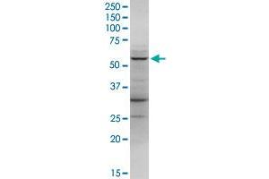Western Blotting (WB) image for anti-Lactate Dehydrogenase D (LDHD) (AA 1-507) antibody (ABIN949899)