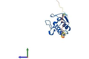 Protein Structure (PS) image for Signal Recognition Particle 19kDa (SRP19) (AA 1-144) protein (His tag) (ABIN7561074)