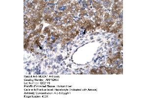 Human Liver (MEOX1 antibody  (N-Term))