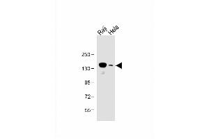 UBE4B antibody  (N-Term)