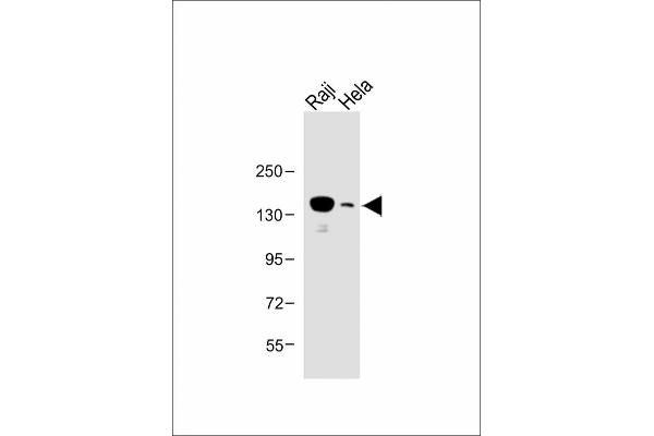 UBE4B antibody  (N-Term)