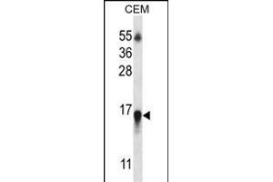 HIST1H2BN Antibody (N-term) (ABIN657039 and ABIN2846210) western blot analysis in CEM cell line lysates (35 μg/lane). (HIST1H2BN antibody  (N-Term))