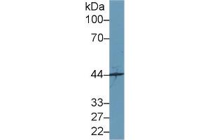 Western Blot; Sample: Mouse Cerebrum lysate; Primary Ab: 1µg/ml Rabbit Anti-Human SYTL2 Antibody Second Ab: 0. (SYTL2 antibody  (AA 329-880))