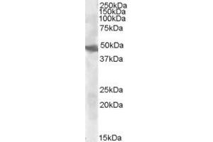 ABIN238615 (0. (GOT2 antibody  (Internal Region))