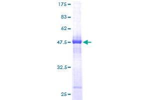 HYI Protein (AA 1-217) (GST tag)