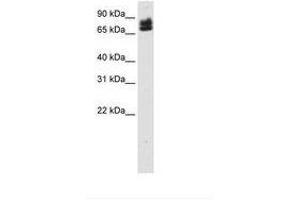 Image no. 1 for anti-E74-Like Factor 1 (Ets Domain Transcription Factor) (ELF1) (AA 131-180) antibody (ABIN6736119)
