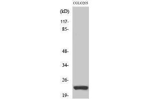 Western Blotting (WB) image for anti-Neuron-Specific Protein Family Member 1 (D4S234E) (Internal Region) antibody (ABIN3176256) (NSG1 antibody  (Internal Region))