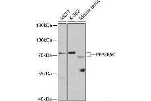 Western blot analysis of extracts of various cell lines using PPP2R5C Polyclonal Antibody at dilution of 1:1000. (PPP2R5C antibody)