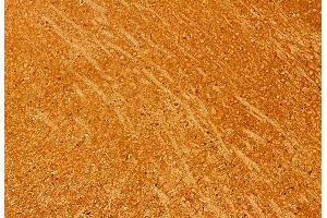 ABIN6260629 and ABIN6276912 at 1/100 staining Mouse brain tissue by IHC-P. (CD47 antibody  (C-Term))