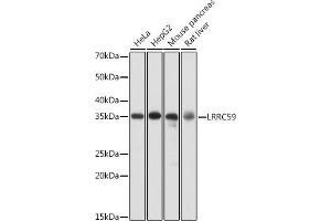 Western blot analysis of extracts of various cell lines, using LRRC59 antibody  at 1:1000 dilution. (LRRC59 antibody  (AA 1-244))
