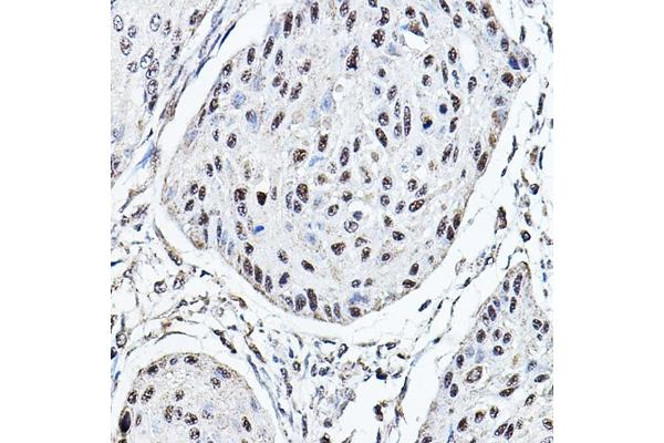 MDC1 antibody  (AA 1-100)