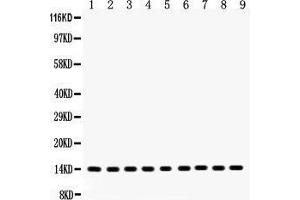 Anti- Cytochrome C Picoband antibody, Western blotting All lanes: Anti Cytochrome C  at 0. (Cytochrome C antibody  (AA 2-105))