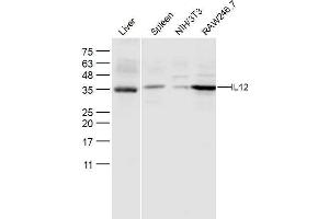 Lane 1: Mouse Liver Lane 2: Mouse Spleen lysates Lane 3: NIH'3T3 Lane 4: RAW246. (IL12A antibody  (AA 51-150))
