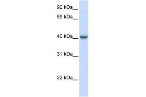 GABRA1 antibody used at 1 ug/ml to detect target protein. (GABRA1 antibody)