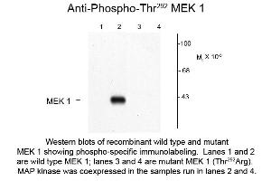 Western Blot of Anti-MEK1 pT292 (Rabbit) Antibody - 600-401-D72 Western Blot of Rabbit anti-MEK1 pT292 antibody.
