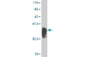 Western Blot detection against Immunogen (36. (IRF2 antibody  (AA 216-315))