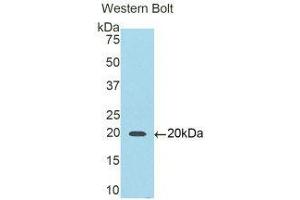 Western Blotting (WB) image for anti-Interleukin 6 Receptor (IL6R) (AA 216-356) antibody (ABIN3206021) (IL-6 Receptor antibody  (AA 216-356))