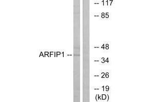 ARFIP1 antibody