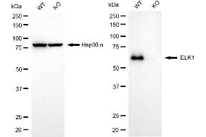 Western blotting analysis using ELK1 antibody (ABIN7800927).