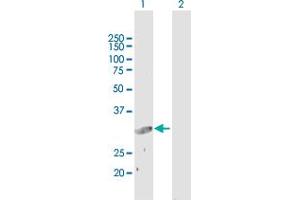 Western Blot analysis of SLC25A3 expression in transfected 293T cell line by SLC25A3 MaxPab polyclonal antibody.