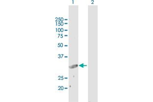 SLC25A3 antibody  (AA 1-361)