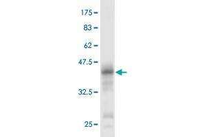 Western Blot detection against Immunogen (37 KDa) . (BSCL2 antibody  (AA 259-357))