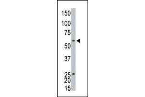 The anti-EKI1 Pab (ABIN391087 and ABIN2841228) is used in Western blot to detect EKI1 in CHO cell lysate. (Ethanolamine Kinase 1 antibody  (C-Term))