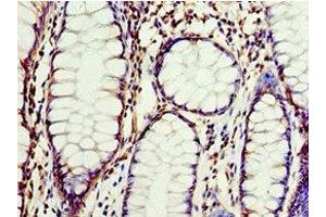 CLDN8 antibody  (AA 141-225)