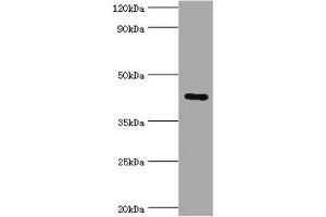 GJC1 antibody  (AA 247-396)