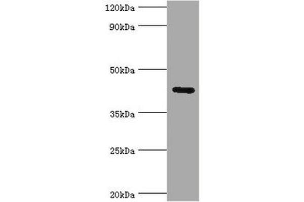 GJC1 antibody  (AA 247-396)